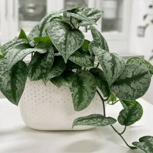 Green Money Plant