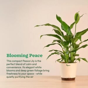 Peace Lily Large (Spathiphyllum Sensation)