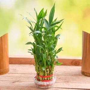 3 Layer Lucky Bamboo Plant